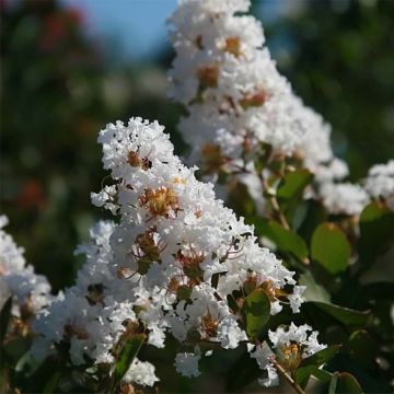 Árbol de Júpiter Summer Charm Acoma - Lagerstroemia indica