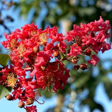 Árbol de Júpiter Summer Charm Tuscarora - Lagerstroemia indica