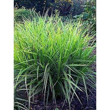 Carex muskingumensis variegata