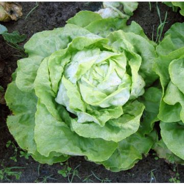 Lechuga Appia Bio - Ferme de Sainte Marthe