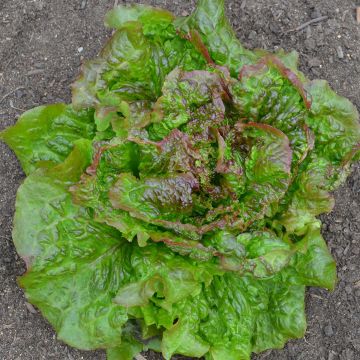 Lechuga Batavia Roja Grenobloise Bio - Ferme de Sainte Marthe