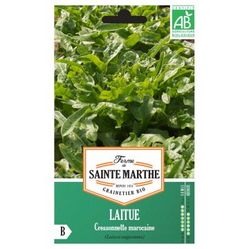 Lechugas Radichetta Bio - Ferme de Sainte Marthe