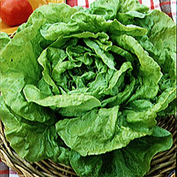 Lechuga Gotte à Graine Blanche