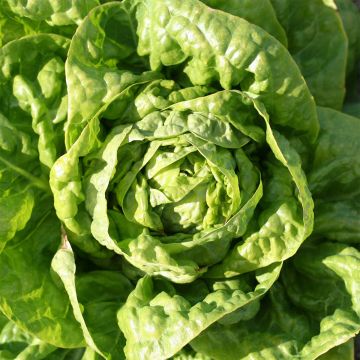 Lechuga Grosse Blonde Paresseuse Bio - Ferme de Sainte Marthe