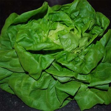 Lechuga Reine de Mai Bio