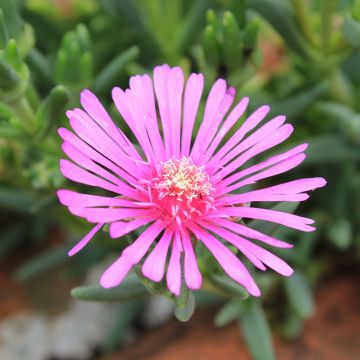 Lampranthus aurantiacus Fleurs roses