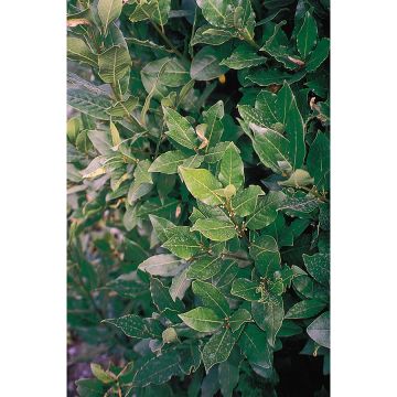 Laurel De Jerusalem - Laurus nobilis