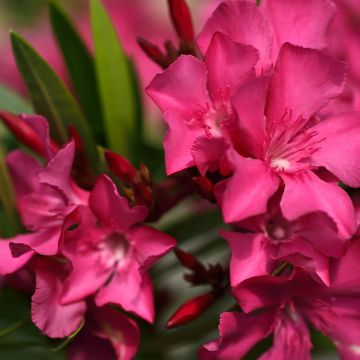 Adlefa rosa salmón - Nerium oleander Italia