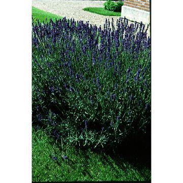 Lavanda BIO - Lavandula angustifolia