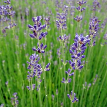 Lavanda angustifolia Dwarf Blue