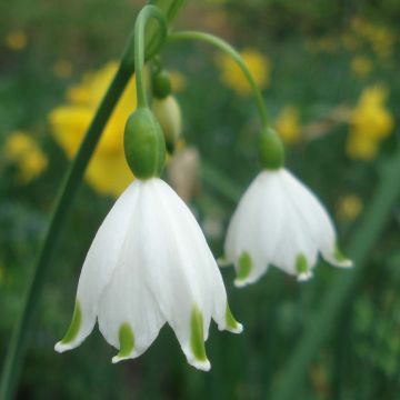 Leucojum aestivum Gravetye Giant - Campanillas de primavera