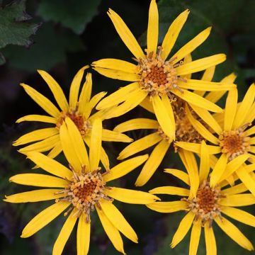 Ligularia dentata Little Golden Ray