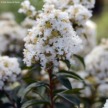 Lagerstroemia Enduring White - Lagerstroemia indica