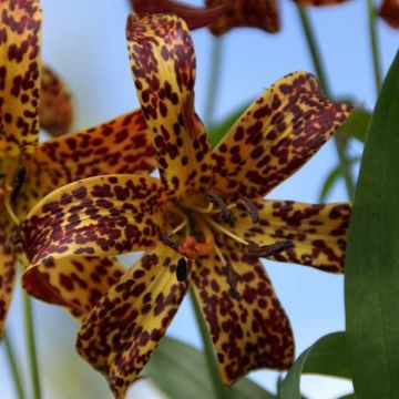 Lilium canadense - Lis de Canadá