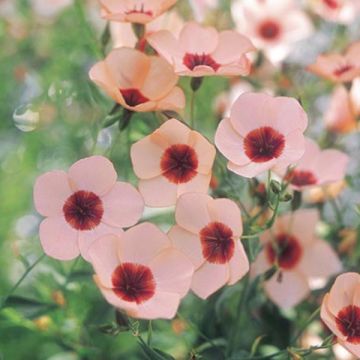 Linum grandiflorum Charmer Salmon