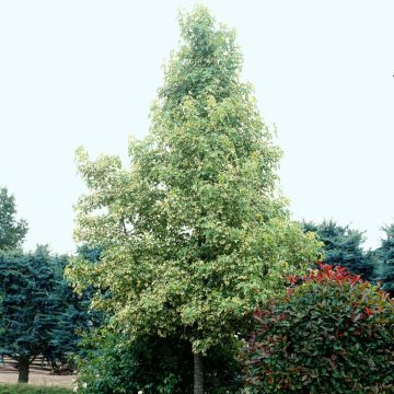 Liquidambar styraciflua Albomarginata Manon