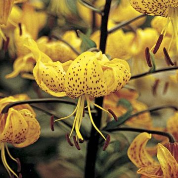 Lilium leichtlinii - Azucena