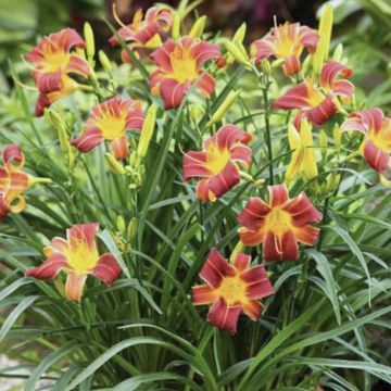 Hemerocallis Everydaylily Red Ribs