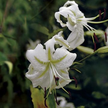 Lilium speciosum var. album - Azucena