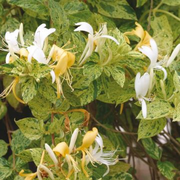 Madreselva de jardín - Lonicera japonica Mint Crisp