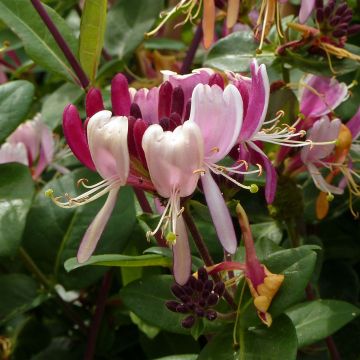 Madreselva de los bosques - Lonicera periclymenum Serotina