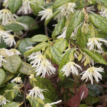 Loropetalum chinense