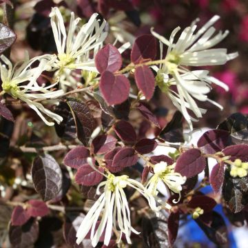 Loropetalum chinense Ruby Snow