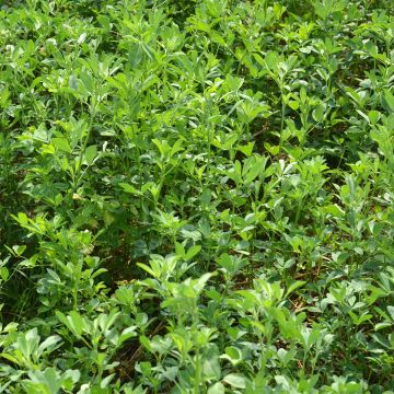 Alfalfa asiática Bio - Ferme de Sainte Marthe