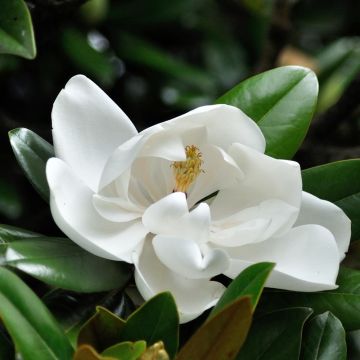 Magnolia grandiflora Double Nantais- Magnolia común