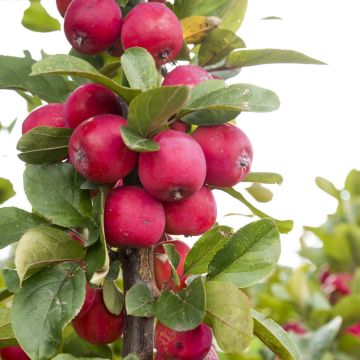 Manzano ornemental Appletini Gulliver - Malus transitoria