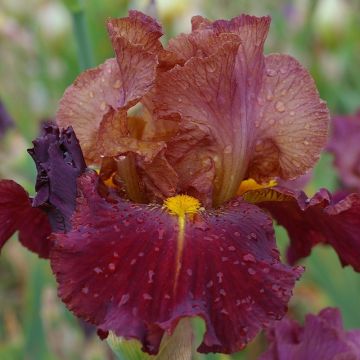 Iris germanica Marron Chaud