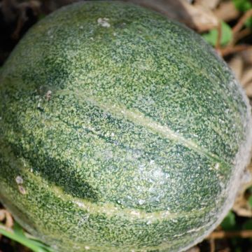 Melón Petit gris de Rennes Bio - Ferme de Sainte Marthe