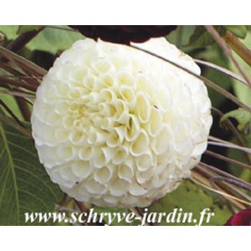 Dalia bola Flocon de neige