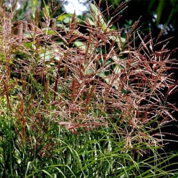 Miscanthus sinensis Dronning Ingrid