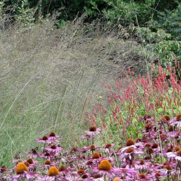 Molinia Karl Foerster - Boja