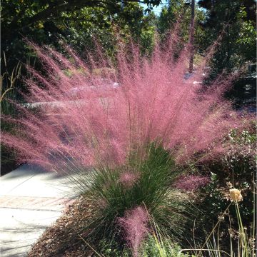 Muhlenbergia capillaris