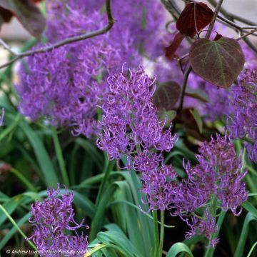 Muscari comosum Plumosum - Jacinto comoso