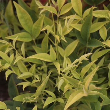 Nandina domestica Lemon and Lime