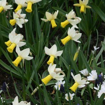 Narciso cyclamineus Trena