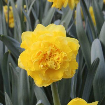 Narciso Easter Tide