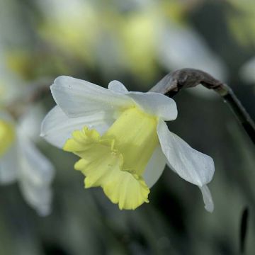 Narciso Finland