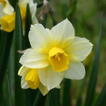 Narciso Golden Echo