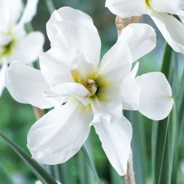 Narciso de los poetas - Narcissus poeticus Albus Plenus Odoratus