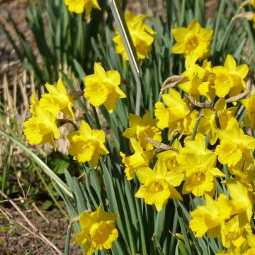 Narcissus pseudonarcissus Obvallaris