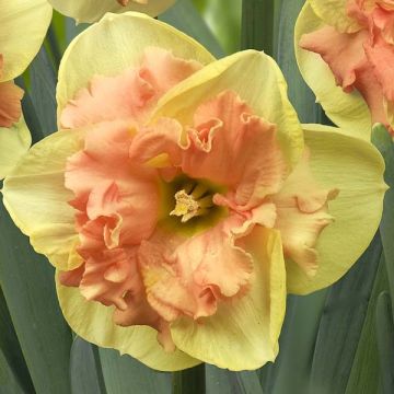 Narciso Vanilla Peach