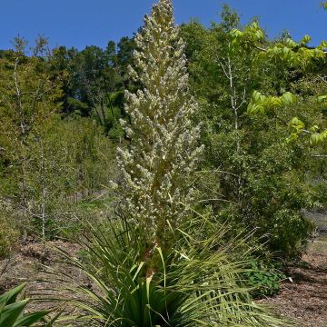 Nolina hibernica La Sibirica