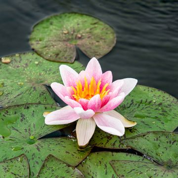 Nenúfar Laydekeri Liliacea - Nymphaea