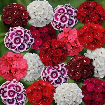 Clavel del poeta Gigas Mix - Dianthus barbatus