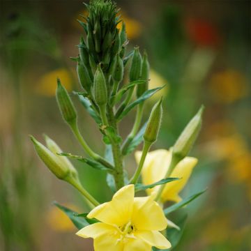 Onagra común - Oenothera biennis