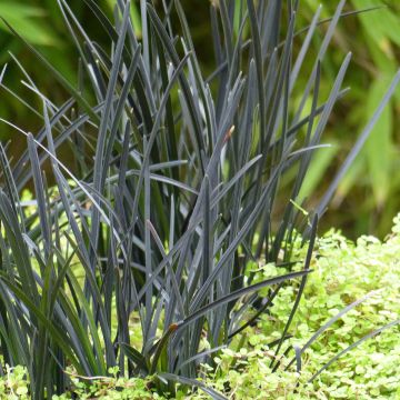 Ophiopogon planiscapus Hosoba Kokuryu